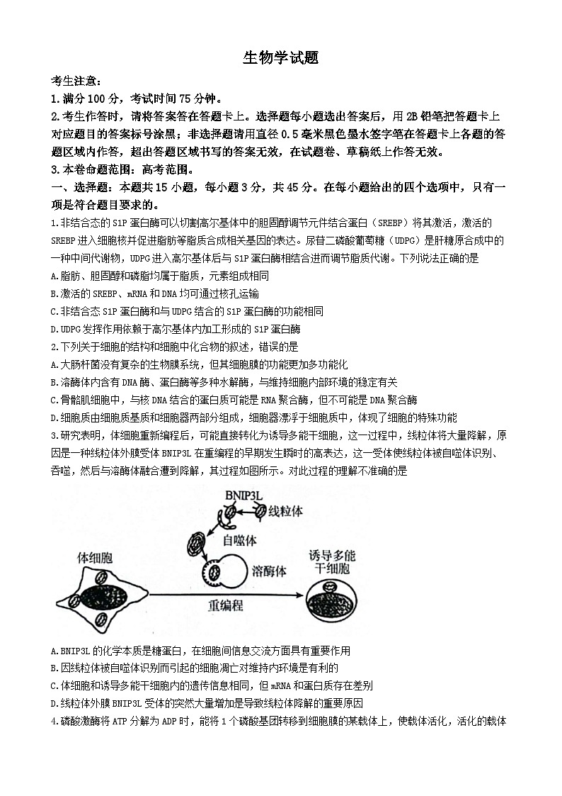 安徽省县中联盟2024-2025学年高三上学期9月开学联考生物试题(无答案)01