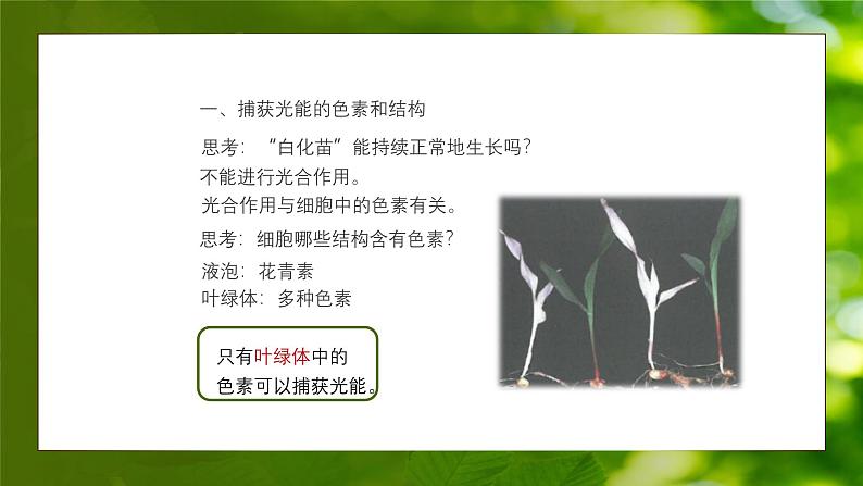 人教版生物高中必修一第5章 细胞的能量供应和利用第四节光合作用与能量转化 课件第6页