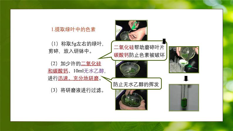 人教版生物高中必修一第5章 细胞的能量供应和利用第四节光合作用与能量转化 课件第8页