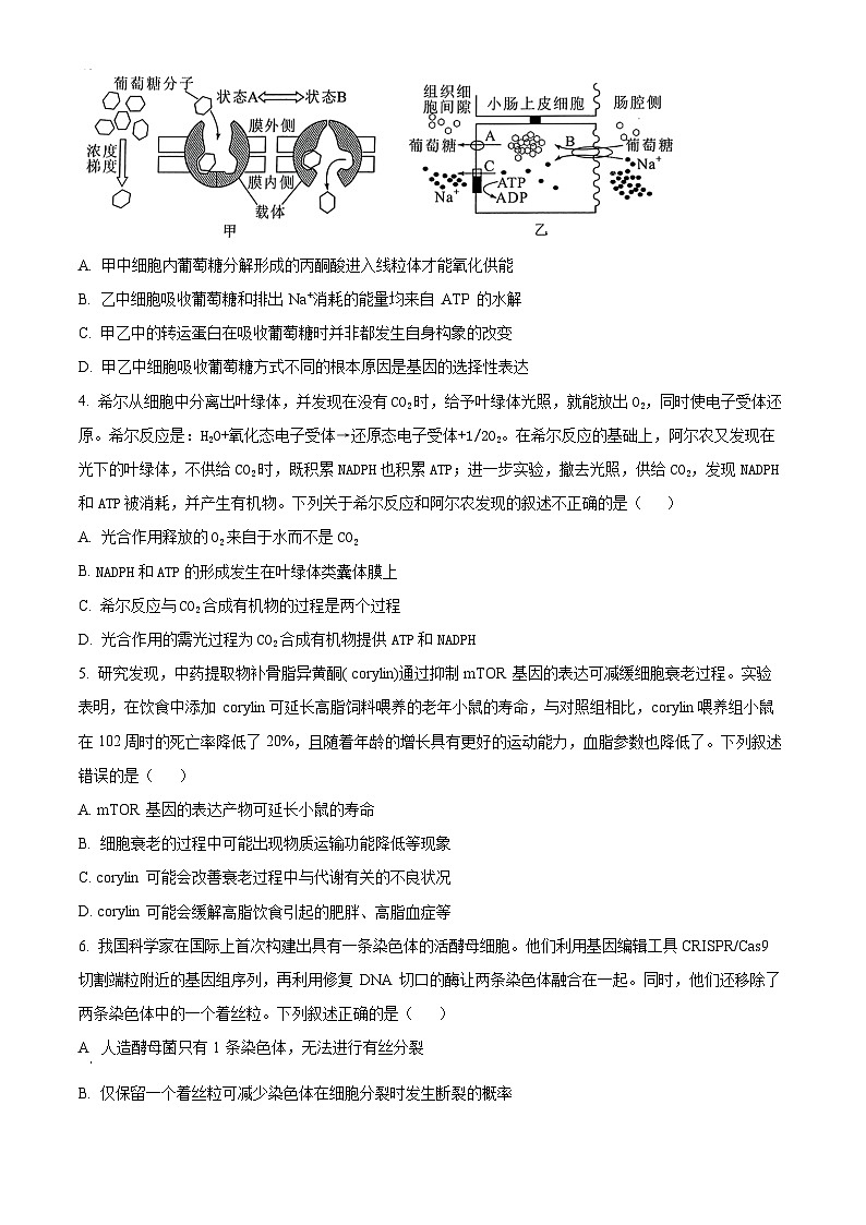 湖北省“宜荆荆恩”2024-2025学年高三上学期9月起点考试生物试卷(原卷版)第2页