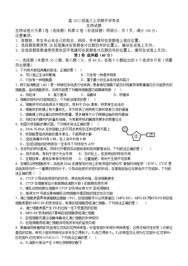 四川省泸州市叙永县第一中学2024-2025学年高三上学期开学考试生物试卷(Word版附答案)01