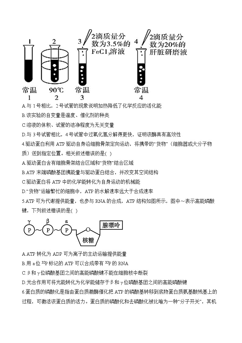 专题四 细胞的能量供应和利用(含解析)-【考点剖析】2025届高考生物一轮复习考点剖析第2页
