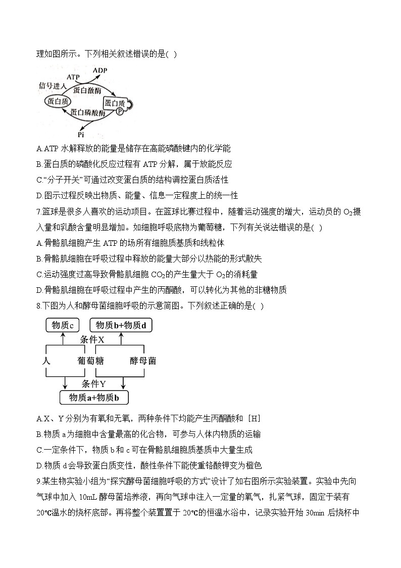 专题四 细胞的能量供应和利用(含解析)-【考点剖析】2025届高考生物一轮复习考点剖析第3页
