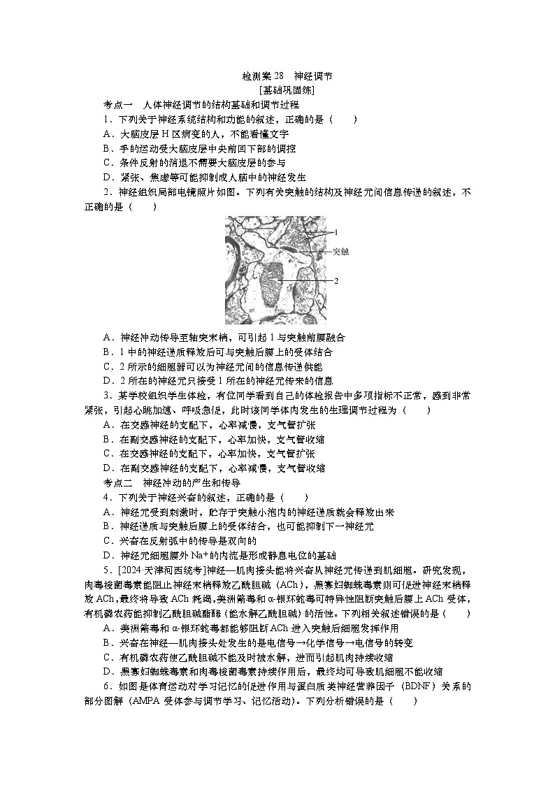 2025届高中生物一轮分层复习检测案28 神经调节(含解析)第1页