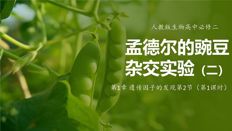 人教版生物高中必修二第1章 遗传因子的发现第2节孟德尔的豌豆杂交实验(二)(第1课时)课件第1页