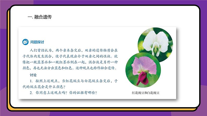 人教版高中生物下册必修二1.1 孟德尔的豌豆杂交实验(一)课件04