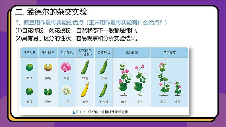 人教版高中生物下册必修二1.1 孟德尔的豌豆杂交实验(一)课件07