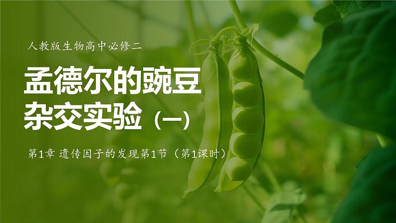 人教版生物高中必修二第1章 遗传因子的发现第1节孟德尔的豌豆杂交实验(一)(第1课时)课件第1页