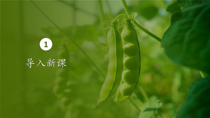人教版生物高中必修二第1章 遗传因子的发现第1节孟德尔的豌豆杂交实验(一)(第1课时)课件第3页