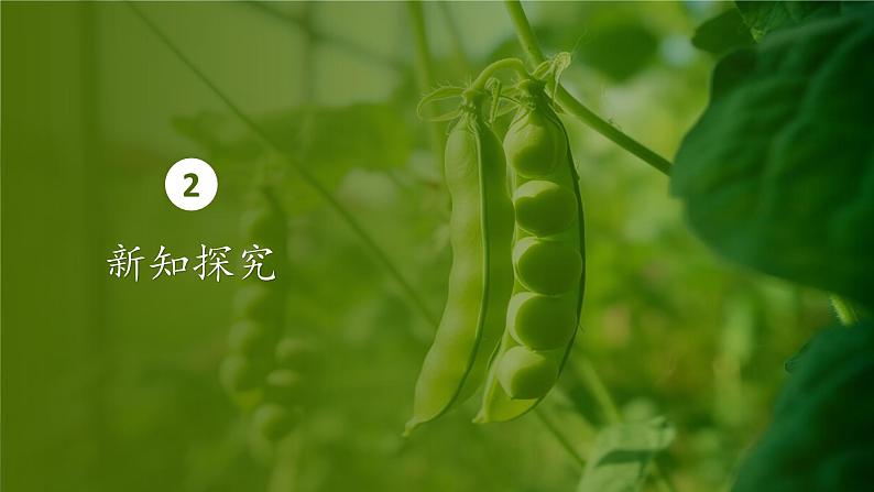 人教版生物高中必修二第1章 遗传因子的发现第1节孟德尔的豌豆杂交实验(一)(第1课时)课件第8页