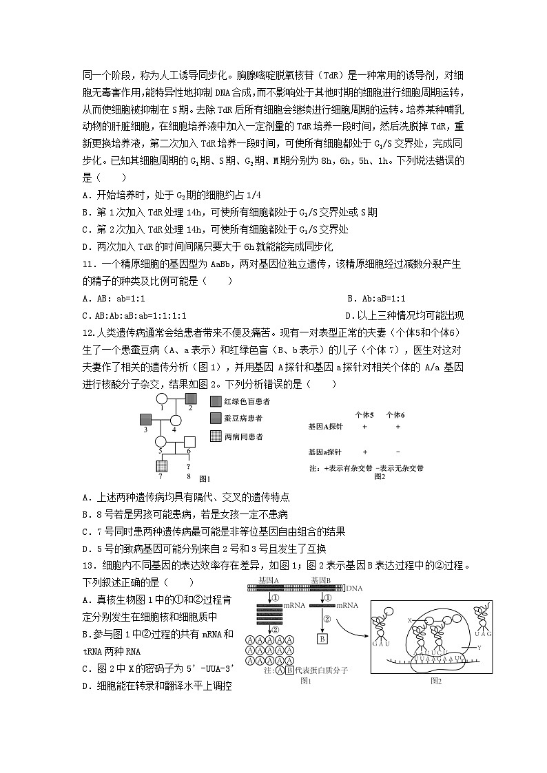 重庆市城口中学 2024-2025学年高二上期开学考试生物试题第3页