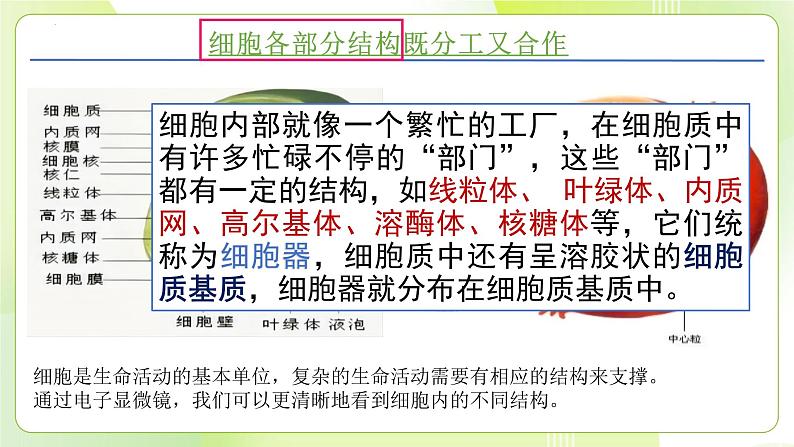 沪科技版(2020)高中生物 必修一 3.2.1 细胞各部分结构及分工又合作(细胞内具有多种相对独立的结构)课件02