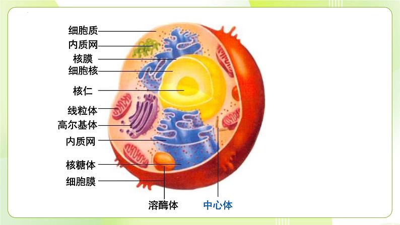 沪科技版(2020)高中生物 必修一 3.2.2 细胞各部分结构既分工又合作(细胞核与分泌蛋白)课件03
