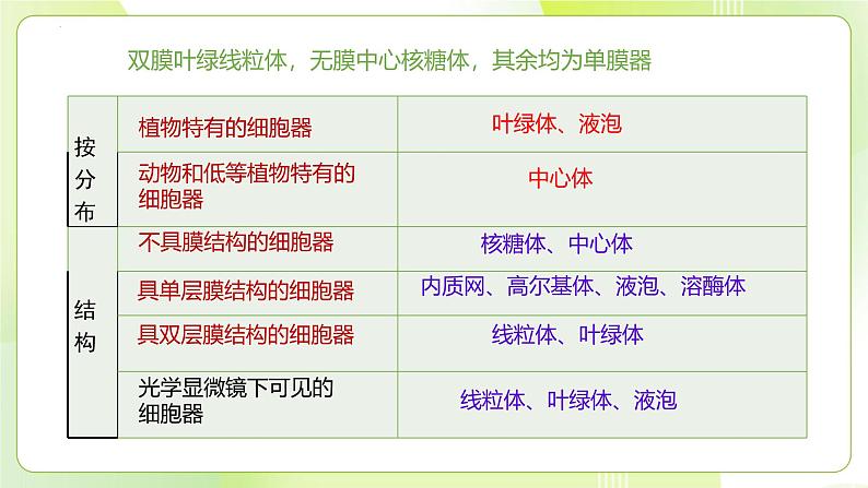 沪科技版(2020)高中生物 必修一 3.2.2 细胞各部分结构既分工又合作(细胞核与分泌蛋白)课件04