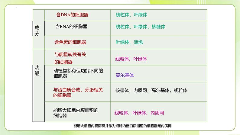 沪科技版(2020)高中生物 必修一 3.2.2 细胞各部分结构既分工又合作(细胞核与分泌蛋白)课件05