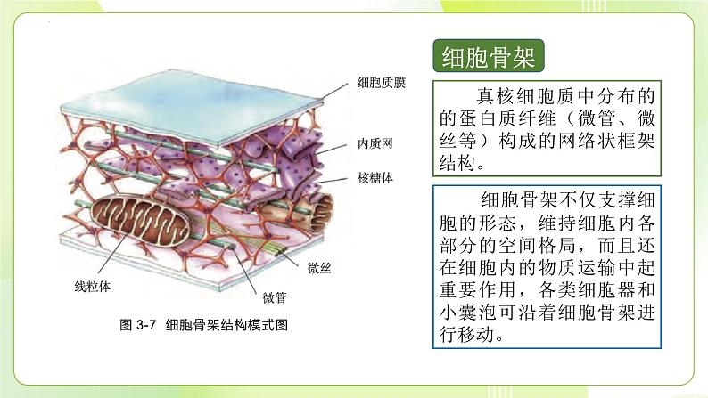 沪科技版(2020)高中生物 必修一 3.2.2 细胞各部分结构既分工又合作(细胞核与分泌蛋白)课件06