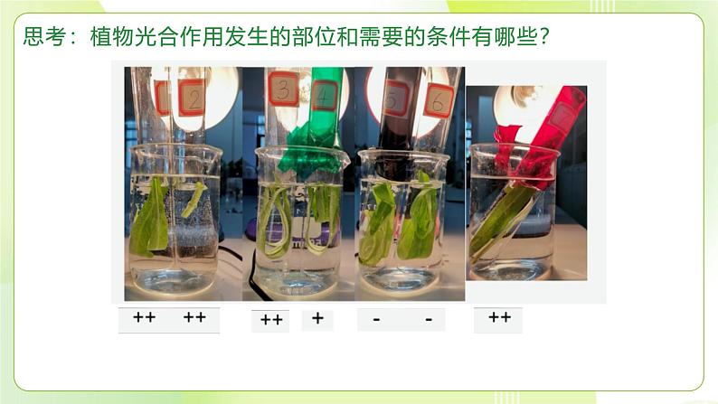 沪科技版(2020)高中生物 必修一 4.4 叶绿体将光能转换并储存在糖分子中(第1课时) 课件06