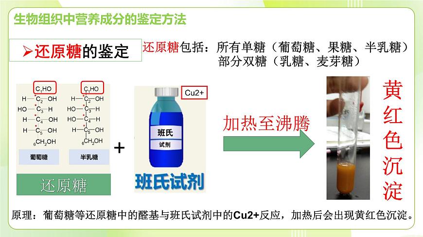 滬科技版(2020)高中生物 必修一 探究實(shí)驗(yàn)2-1檢測(cè)生物組織中的還原糖、脂肪和蛋白質(zhì) 課件第5頁(yè)