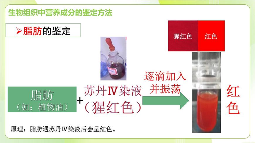 滬科技版(2020)高中生物 必修一 探究實(shí)驗(yàn)2-1檢測(cè)生物組織中的還原糖、脂肪和蛋白質(zhì) 課件第6頁(yè)