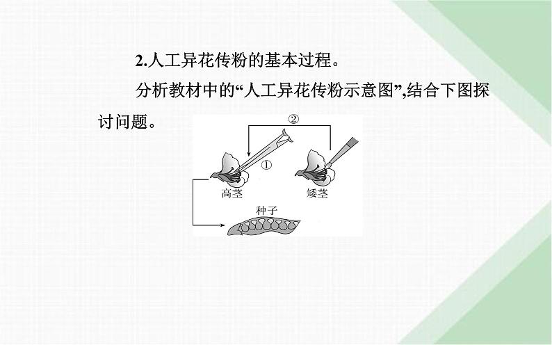 人教版高中生物必修2第1章遗传因子的发现第1节孟德尔的豌豆杂交实验(一)课件第4页
