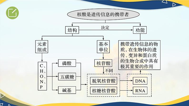 2.5 核酸是遗传信息的携带者-2024-2025学年高一生物同步课件(人教版2019必修1)第4页