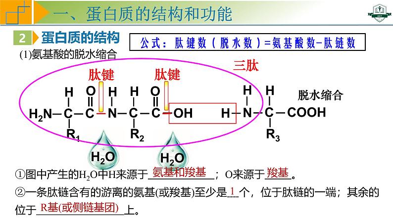 专题1.4 蛋白质是生命活动的主要承担者(课件)-2025年高考生物一轮复习考点归类(新高考通用)08