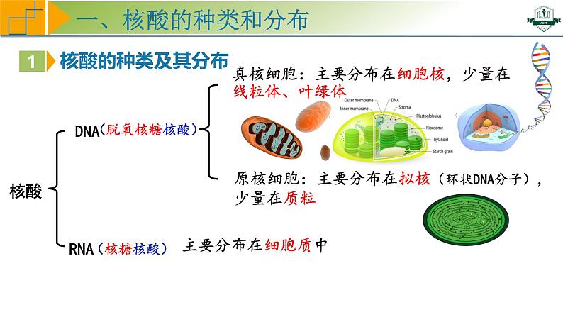 专题1.5 核酸是遗传信息的携带者(课件)-2025年高考生物一轮复习考点归类(新高考通用)第5页