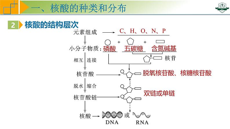 专题1.5 核酸是遗传信息的携带者(课件)-2025年高考生物一轮复习考点归类(新高考通用)第6页