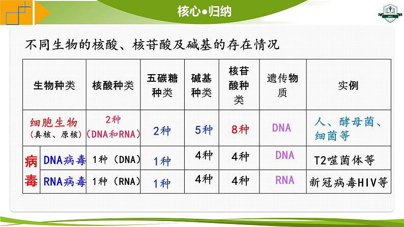 专题1.5 核酸是遗传信息的携带者(课件)-2025年高考生物一轮复习考点归类(新高考通用)第8页