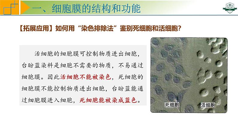 专题2.1 细胞膜与细胞核的结构和功能(课件)-2025年高考生物一轮复习考点归类(新高考通用)第6页