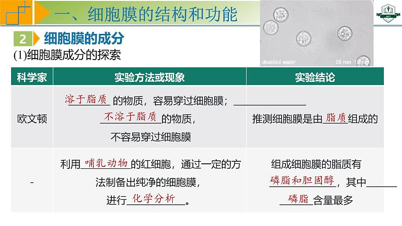 专题2.1 细胞膜与细胞核的结构和功能(课件)-2025年高考生物一轮复习考点归类(新高考通用)第8页