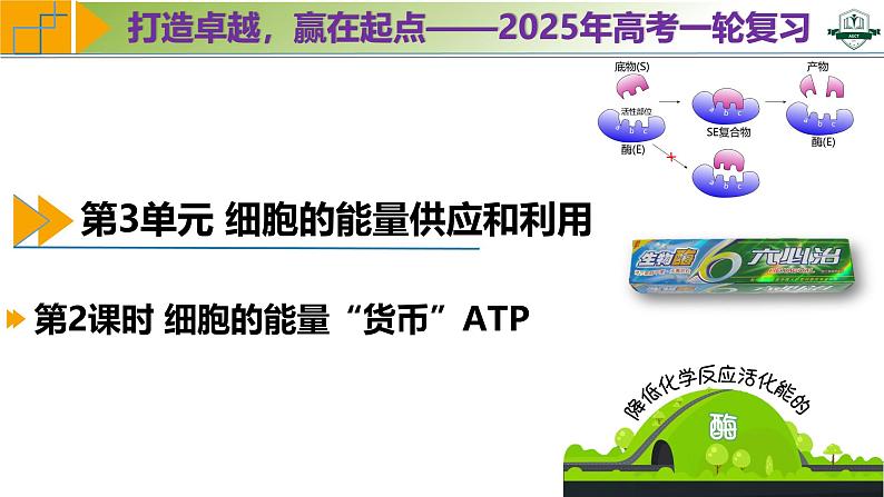 专题3.2 细胞的能量“货币”ATP(课件)-2025年高考生物一轮复习考点归类(新高考通用)第1页