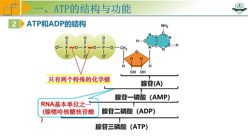 专题3.2 细胞的能量“货币”ATP(课件)-2025年高考生物一轮复习考点归类(新高考通用)第6页