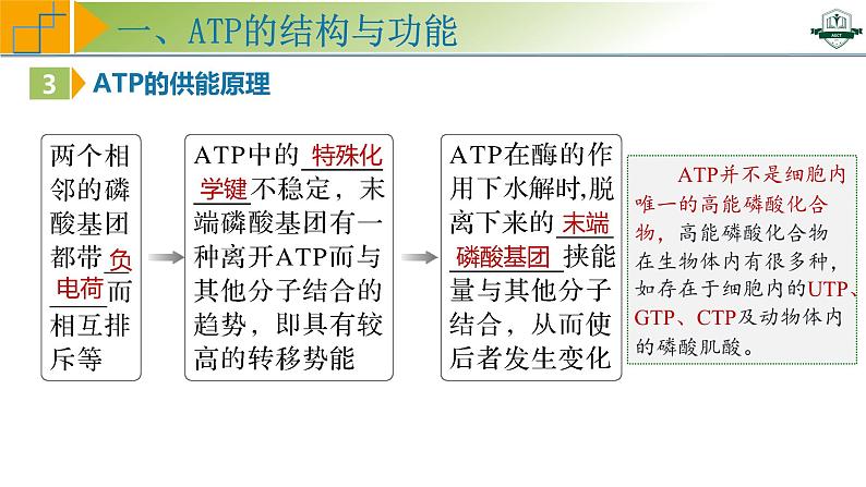 专题3.2 细胞的能量“货币”ATP(课件)-2025年高考生物一轮复习考点归类(新高考通用)第7页