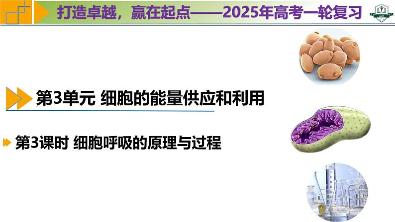 专题3.3 细胞呼吸的原理与过程(课件)-2025年高考生物一轮复习考点归类(新高考通用)第1页