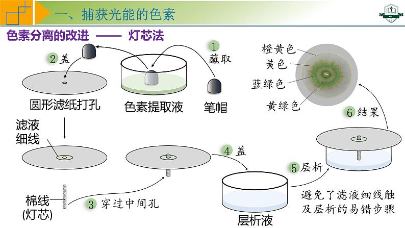 专题3.5 捕获光能的色素和结构及光合作用的原理探索(课件)-2025年高考生物一轮复习考点归类(新高考通用)第8页
