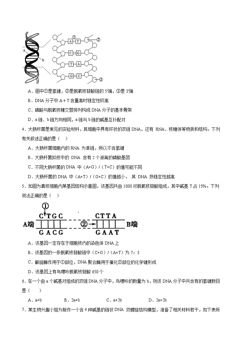考点通关卷20 DNA结构、复制与基因的本质(原卷版)第2页