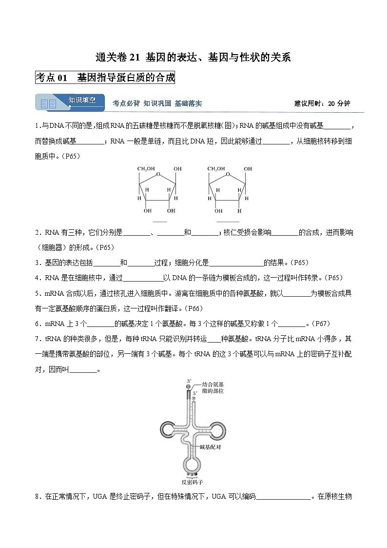 考点通关卷21 基因的表达、基因与性状的关系(原卷版)第1页