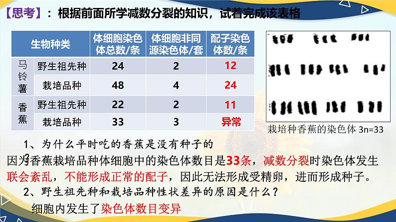 5.2 染色体变异-2024-2025学年高一生物同步备课课件(人教版2019必修2)第3页