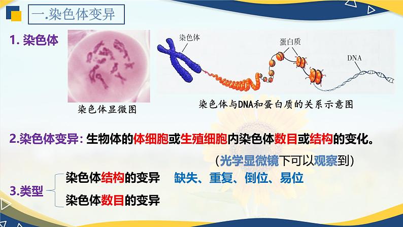 5.2 染色体变异-2024-2025学年高一生物同步备课课件(人教版2019必修2)第4页
