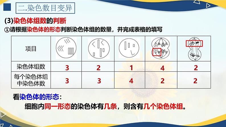 5.2 染色体变异-2024-2025学年高一生物同步备课课件(人教版2019必修2)第7页