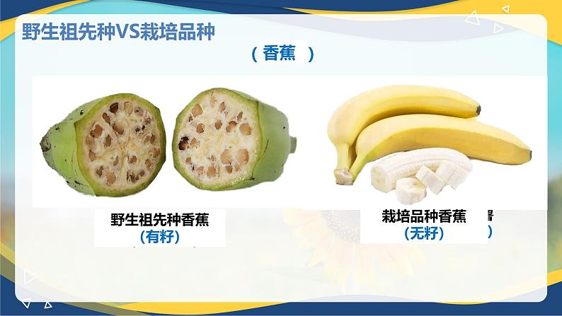 5.2 染色体变异-2024-2025学年高一生物同步课件(人教版2019必修2) (2)第2页