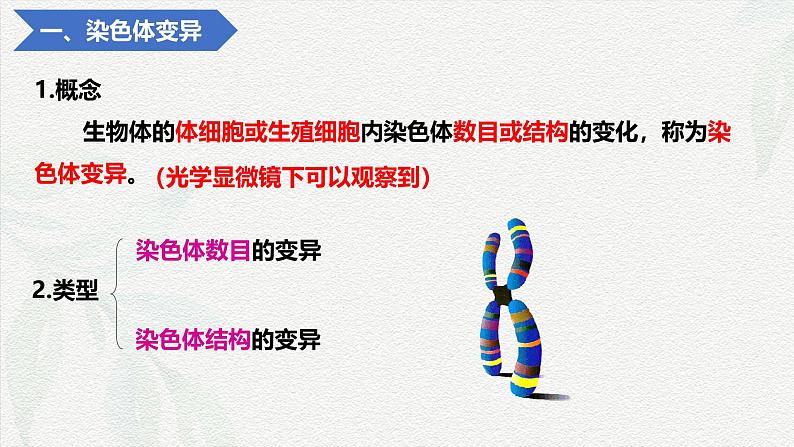 5.2 染色体变异-2024-2025学年高一生物同步课件(人教版2019必修2) (2)第4页