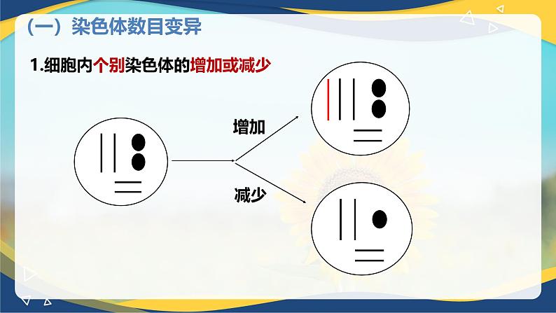 5.2 染色体变异-2024-2025学年高一生物同步课件(人教版2019必修2) (2)第5页