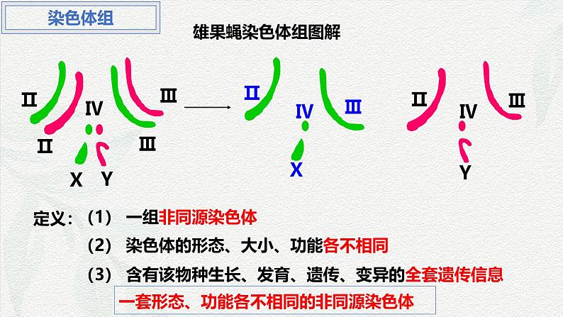 5.2 染色体变异-2024-2025学年高一生物同步课件(人教版2019必修2) (2)第8页