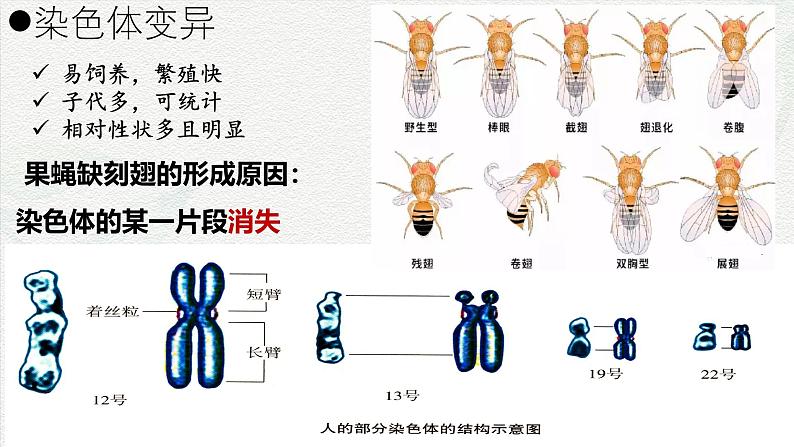 5.2 染色体变异-2024-2025学年高一生物同步课件(人教版2019必修2)第3页