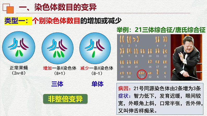 5.2 染色体变异-2024-2025学年高一生物同步课件(人教版2019必修2)第5页