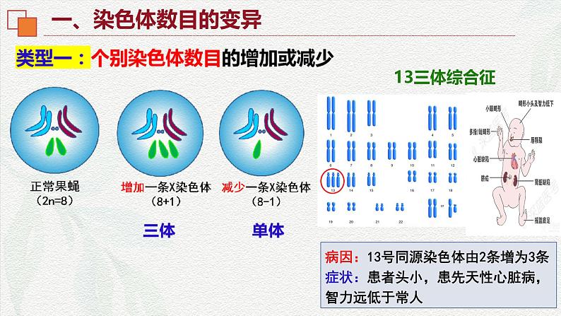 5.2 染色体变异-2024-2025学年高一生物同步课件(人教版2019必修2)第6页