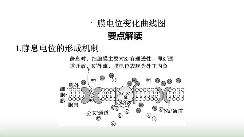 人教版高中生物选择性必修1微专题一膜电位变化曲线图及神经调节相关的实验探究课件02