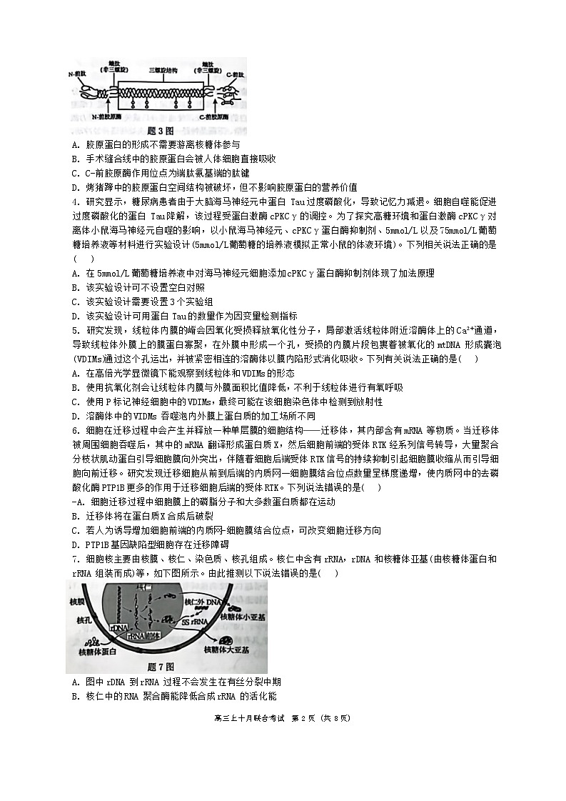 重庆市西南大学附属中学、重庆育才中学等学校2024-2025高三上学期10月联考生物试题02